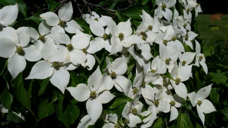 Dogwood flowers