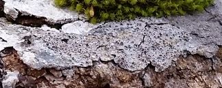 lichen detail