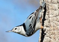 white_breasted_nuthatch_glamour1